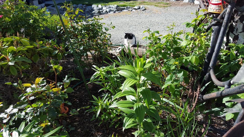 Marie Therese Apartment B&B Lake Tekapo Bagian luar foto